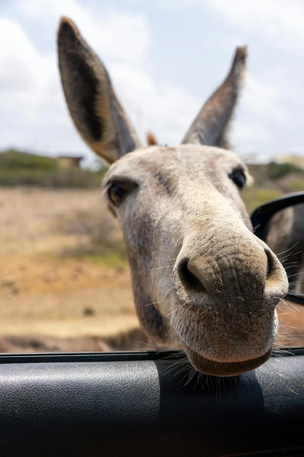 Donkey Sanctuary op Bonaire Donkey Sanctuary op Bonaire