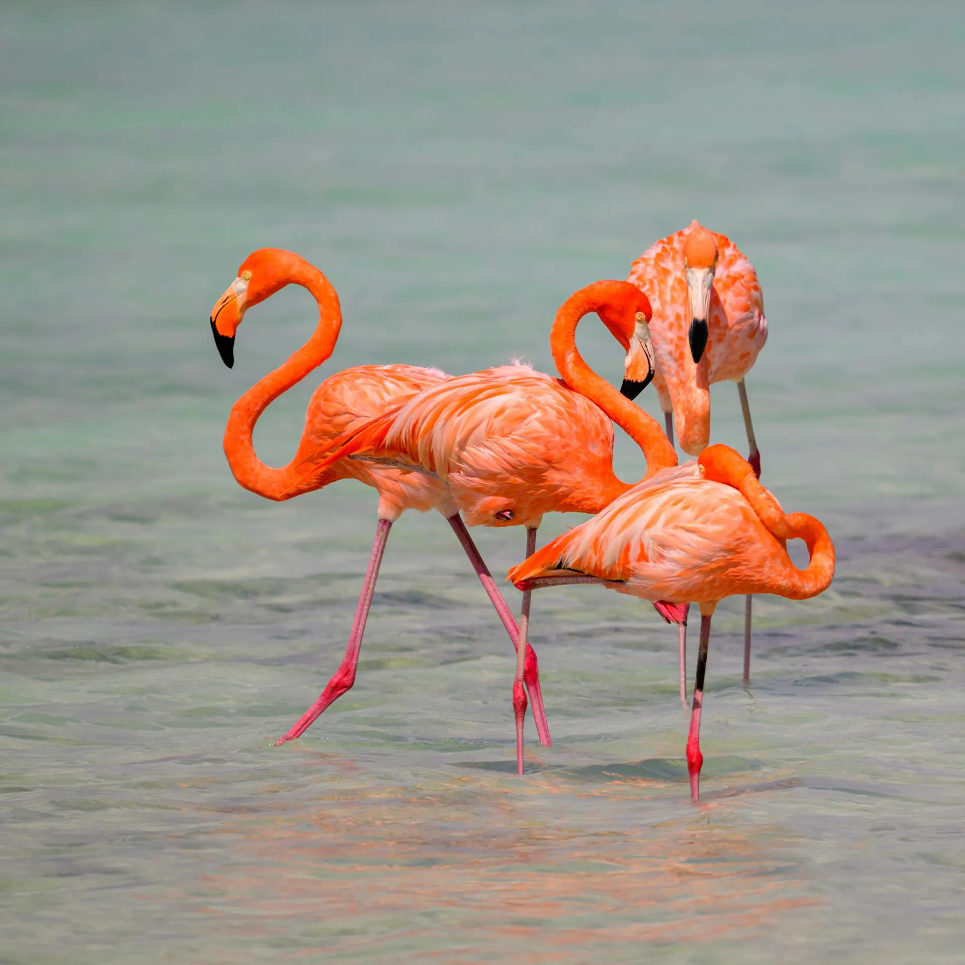 Flamingo's op Bonaire Flamingo's op Bonaire