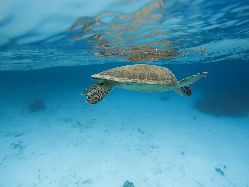 Schildpadden op Bonaire Zwemmen met zeeschildpadden op Bonaire