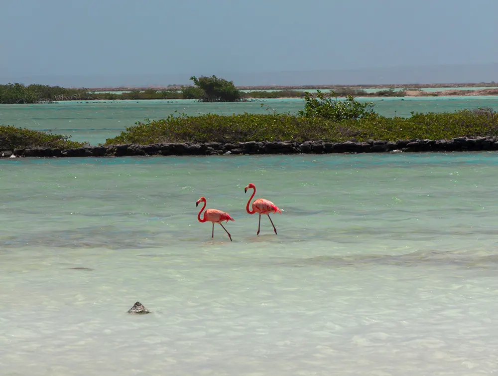 Cai Beach met flamingo's Cai Beach met flamingo's