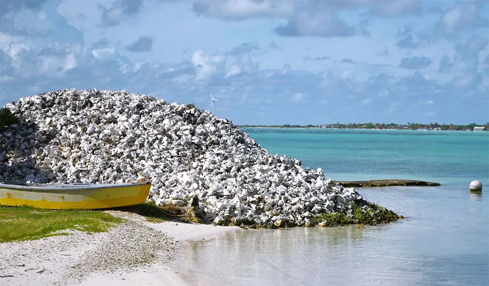 Karkoschelpen bij Lac Cai Beach Bonaire
