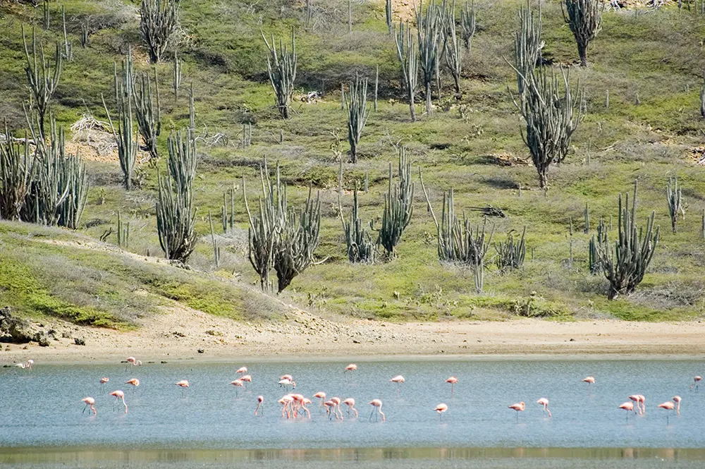 Washington Slagbaai National Park Flamingos, door Paul Asman en Jill Lenoble